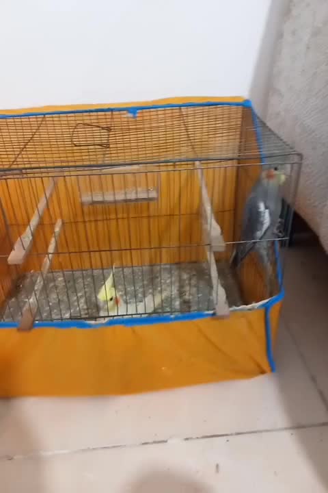 عروس|پرنده|گرگان, |دیوار