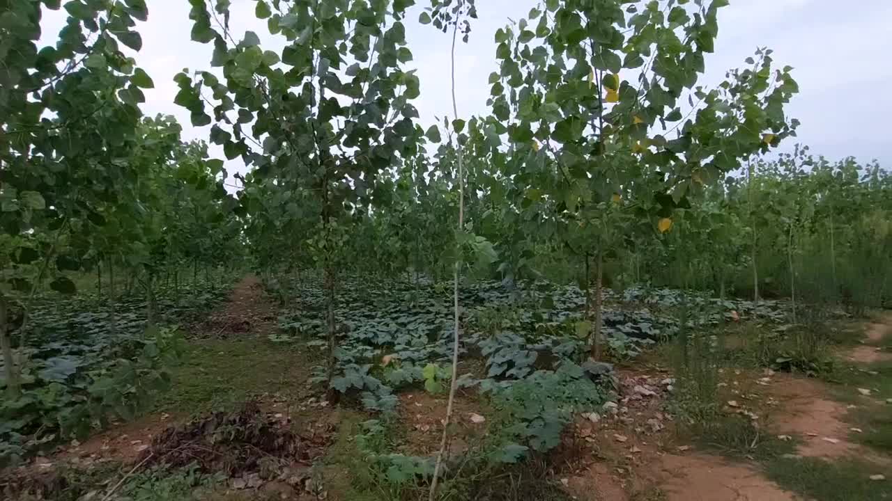 فروش زمین با درخت/صنوبر/ضیابر|فروش زمین و ملک کلنگی|ضیابر, |دیوار