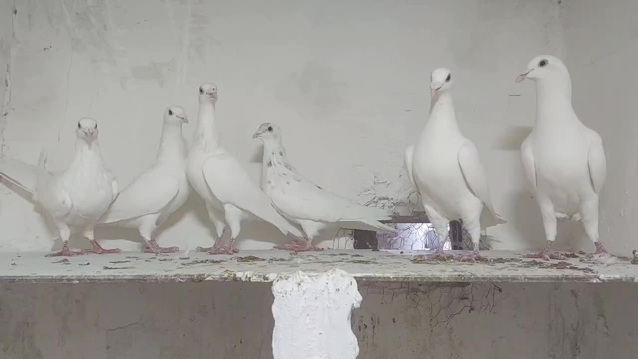 سفید|پرنده|بجنورد, |دیوار