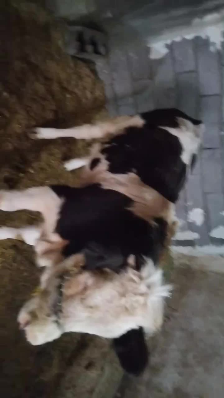 گوساله سمینتال|حیوانات مزرعه|دهگلان, |دیوار