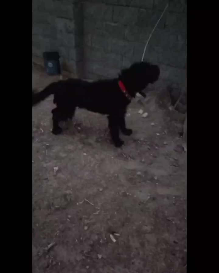 سگ گله جنوری آدمی همچی ب شرط|سگ|اصفهان, دانشگاه افسری امیرالمومنین|دیوار