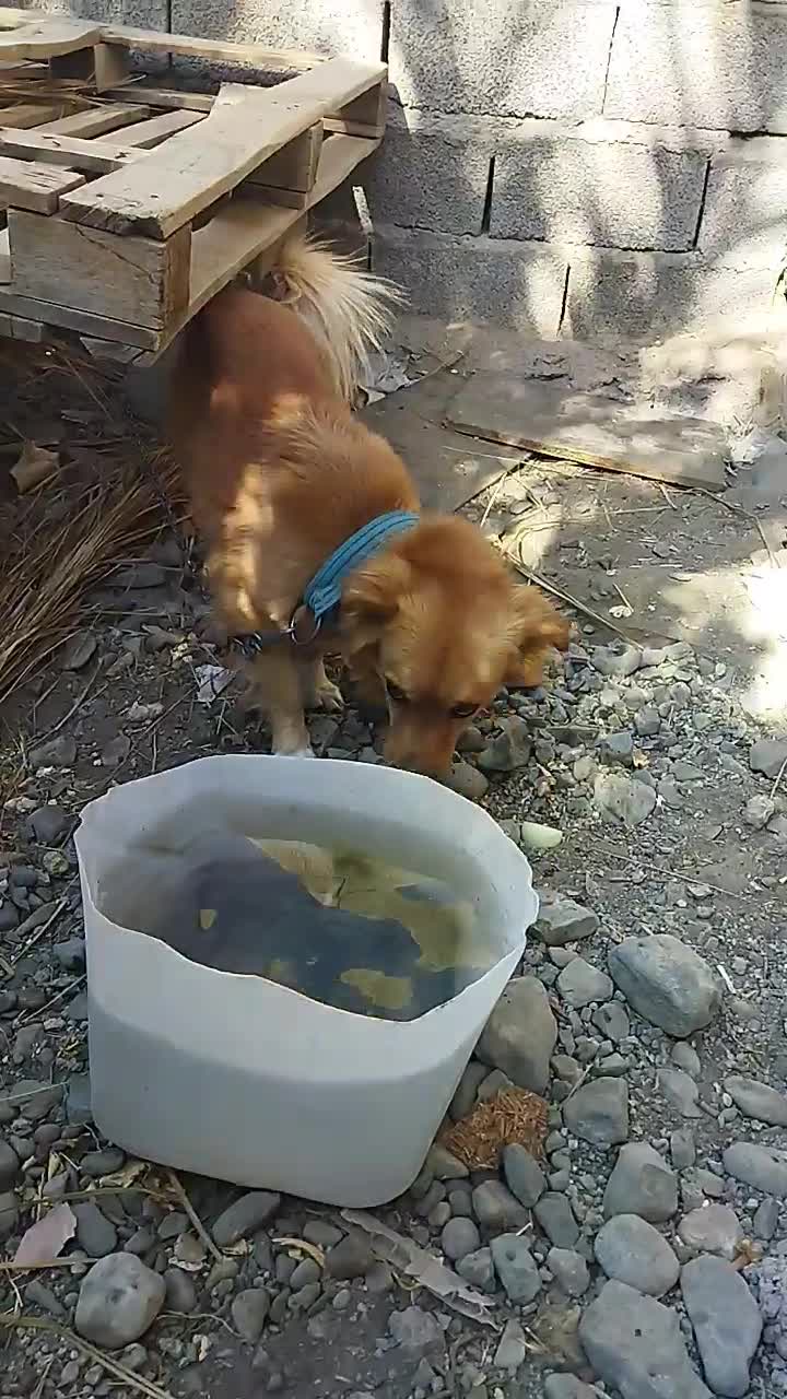 سلام فروش سگ باهوش|سگ|جیرفت, |دیوار