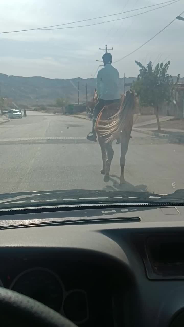 اسب|اسب و تجهیزات اسبسواری|تربت جام, میان جام|دیوار