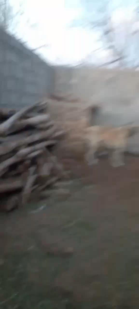 سگ سرابی|سگ|مرند, |دیوار