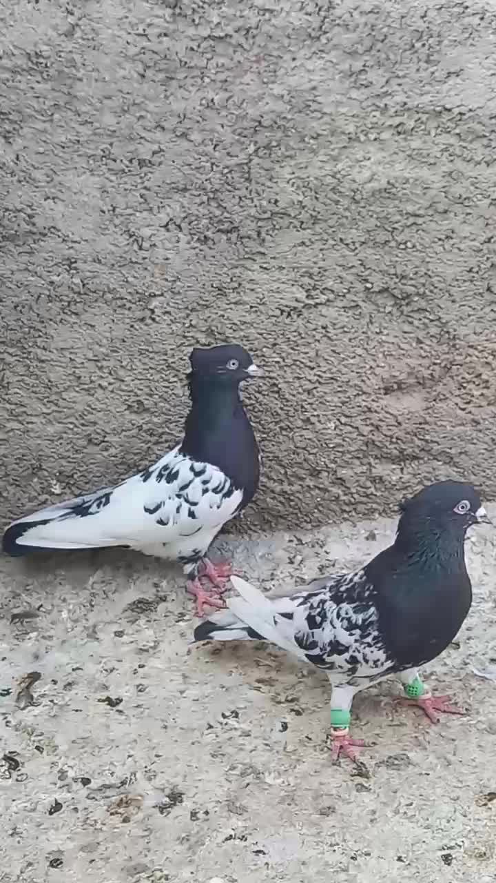 کله ای|پرنده|اهواز, ملاشیه|دیوار