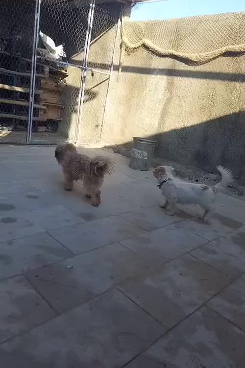 سگ خونگی|سگ|پیشوا, |دیوار