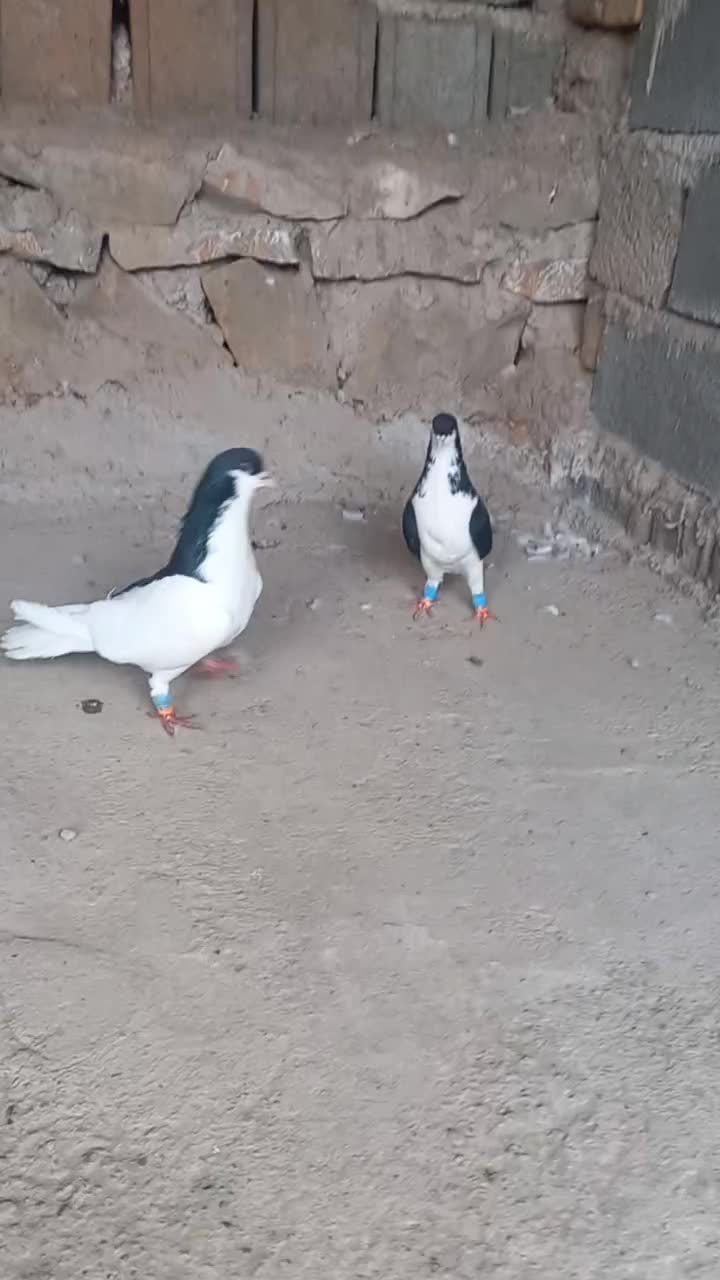 کبوتر رنگی|پرنده|قزوین, |دیوار