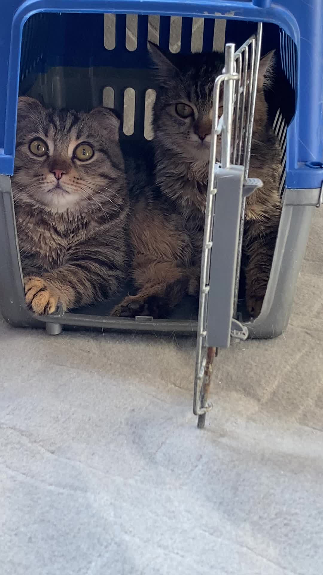 گربه نر و ماده|گربه|کرج, عظیمیه|دیوار