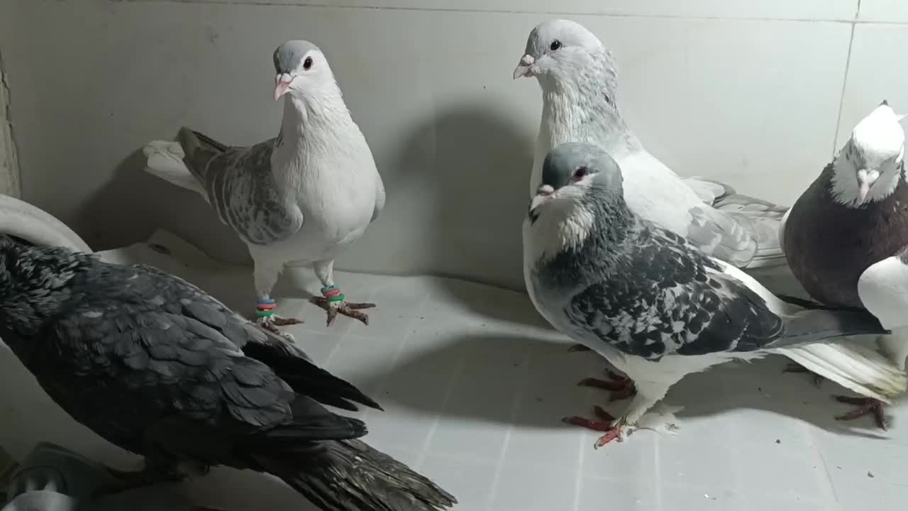 کبوترطوقی سرخ هفرنگ خال سیاه دارجفت ساده لایی مگسی|پرنده|مشهد, شهید بصیر|دیوار