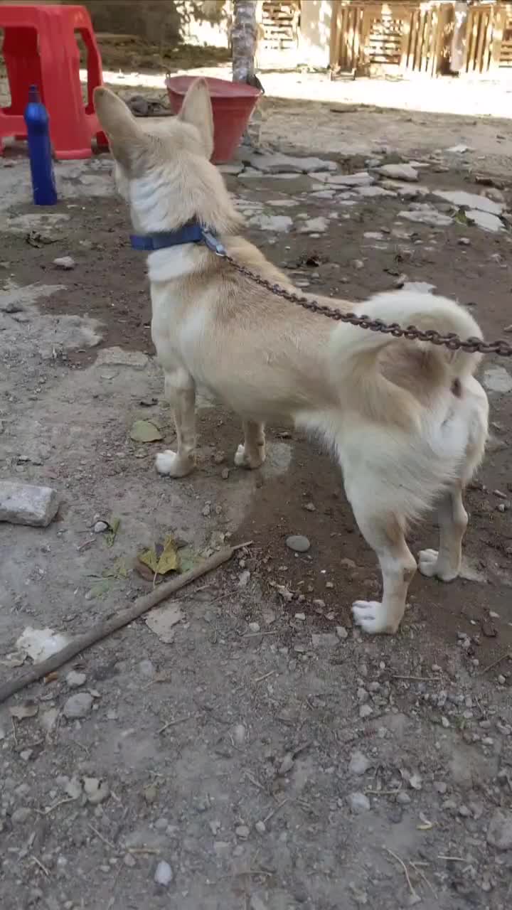 پاکوتاه باردار شیواوا کورگی ریز، نگهبان ،گوش سیخ|سگ|ملکان, |دیوار