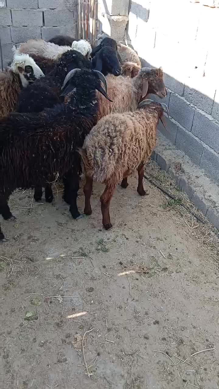 ده عدد بره نر و ماده|حیوانات مزرعه|جنت, |دیوار