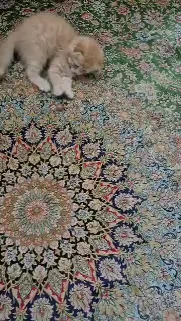 اسکاتیش دبل فولد گارفیلدی|گربه|کرج, باغستان|دیوار