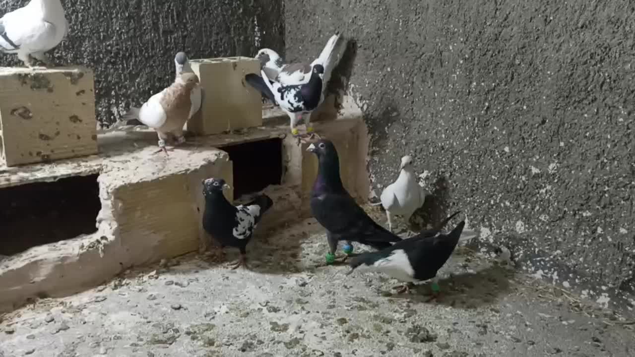 کفتر رنگه آلمانی جفتگاع پرشی کبوتر فروش فوری|پرنده|مشهد, کشف|دیوار