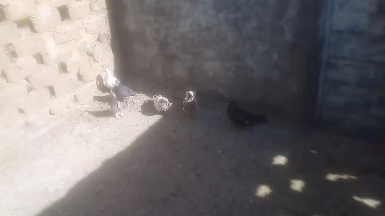 شش عدد کبوتر|پرنده|مشهد, چهاربرج|دیوار