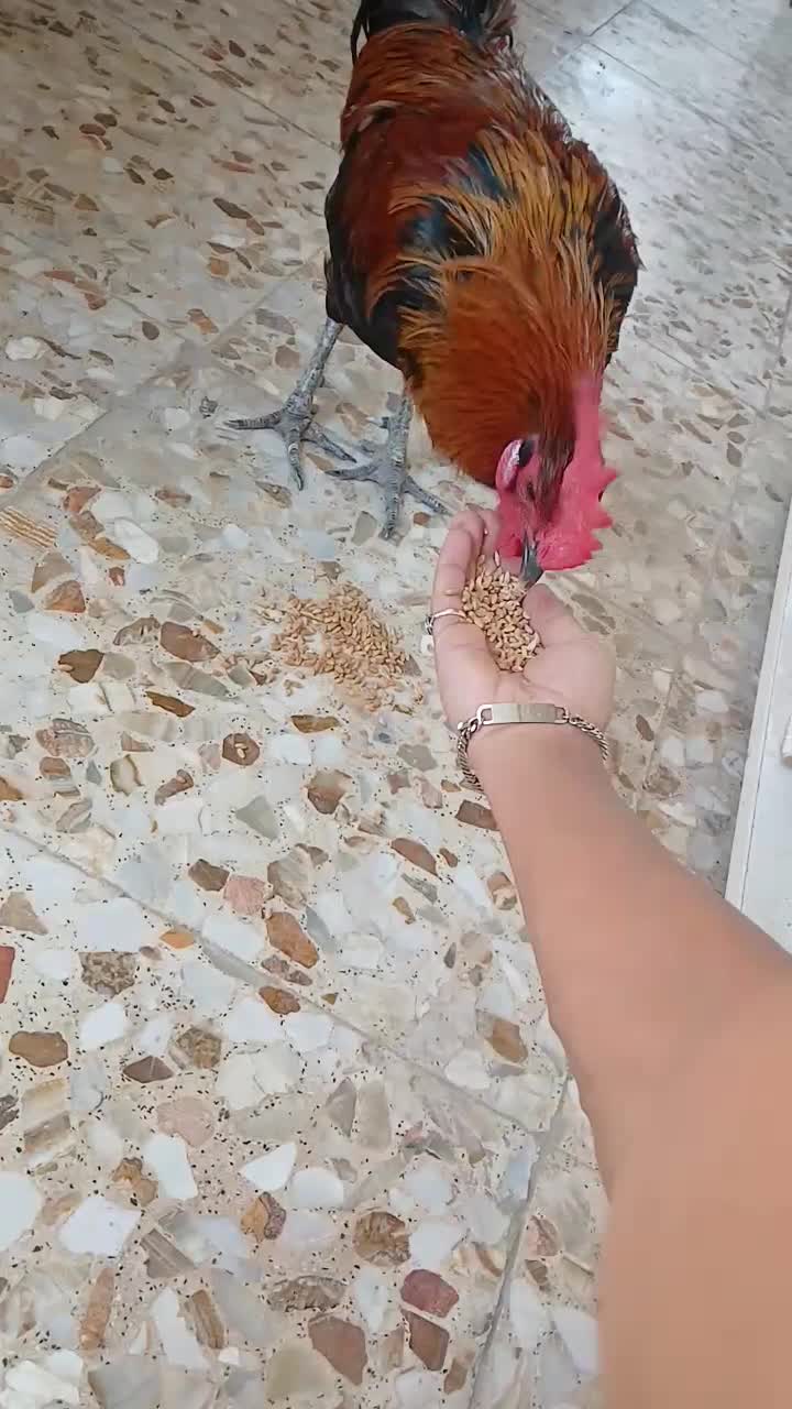 خروس محلی|حیوانات مزرعه|میناب, |دیوار