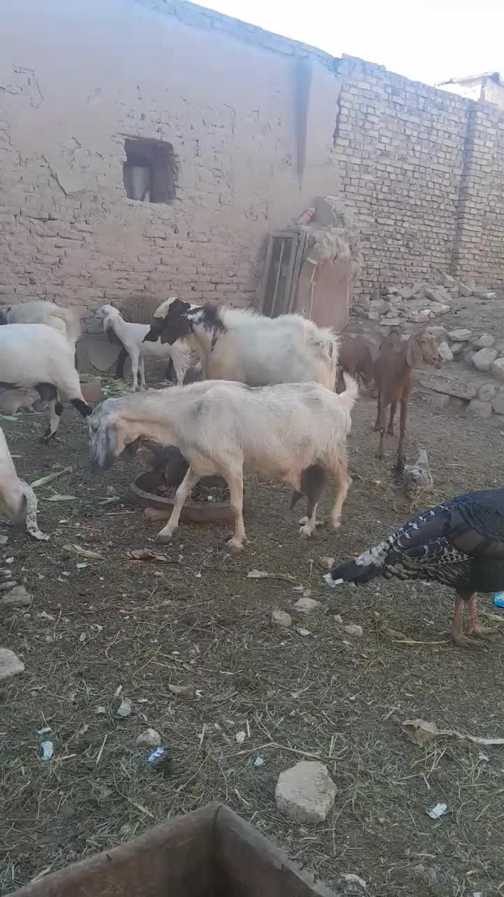 بز پاکستانی اصیل|حیوانات مزرعه|سمنان, |دیوار