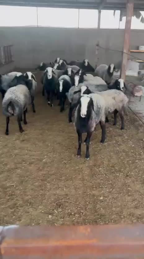 بره شال|حیوانات مزرعه|زرندیه, |دیوار