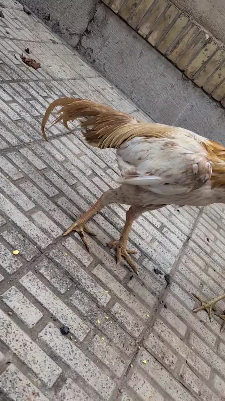 تخم لاری|حیوانات مزرعه|محمدیه-قزوین, |دیوار