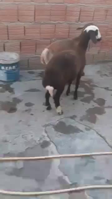 بر ماده چاق|حیوانات مزرعه|خان ببین, |دیوار