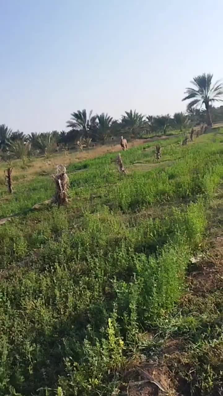 اسب کرد|اسب و تجهیزات اسب‌سواری|جیرفت, |دیوار