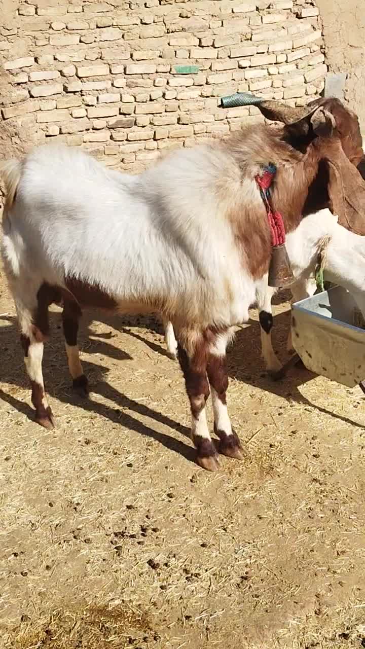 دوبور پاکستانی|حیوانات مزرعه|شهرضا, |دیوار