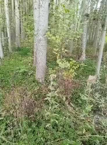 چوب کبوده مرغوب|خدمات باغبانی و درختکاری|لاران, |دیوار