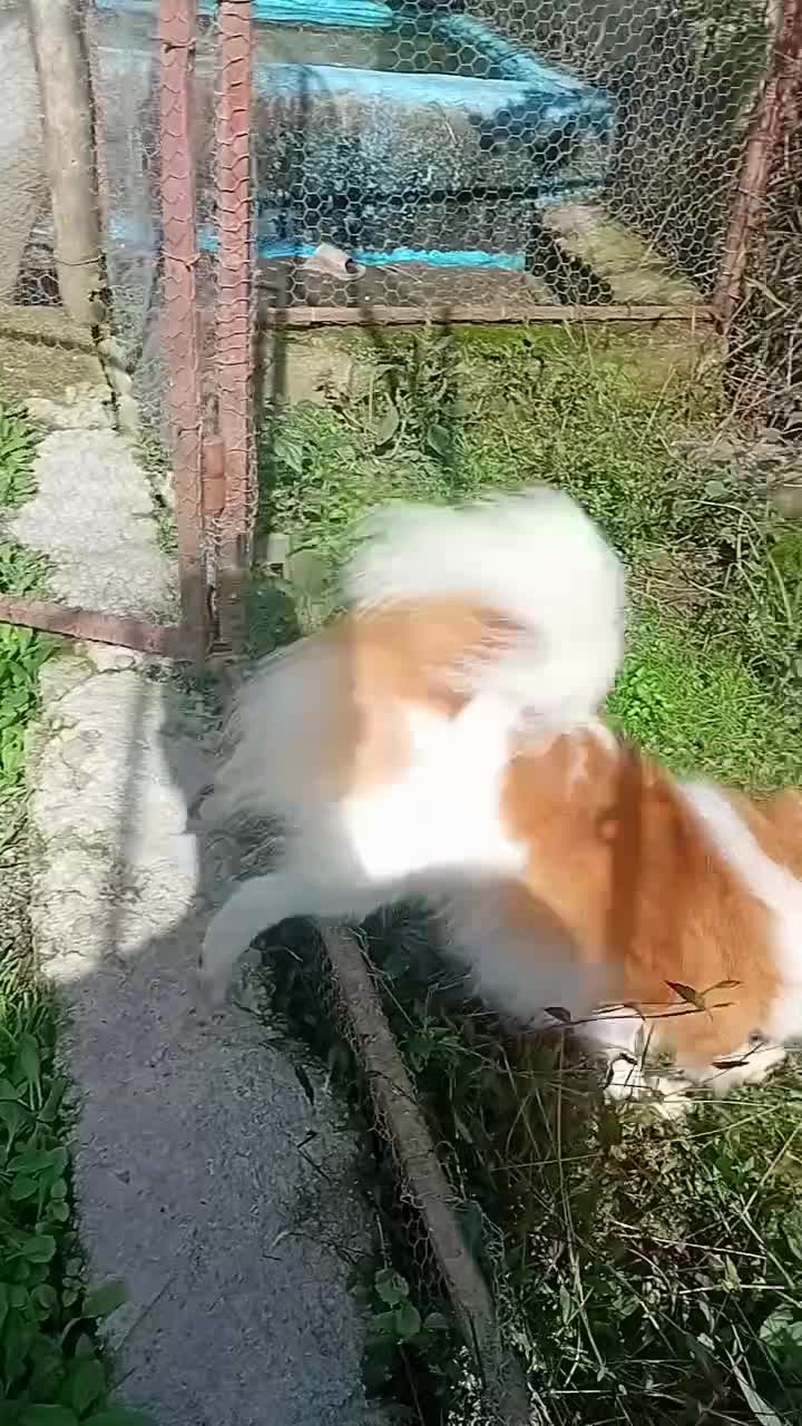 پامرانین|سگ|پره‌سر, |دیوار