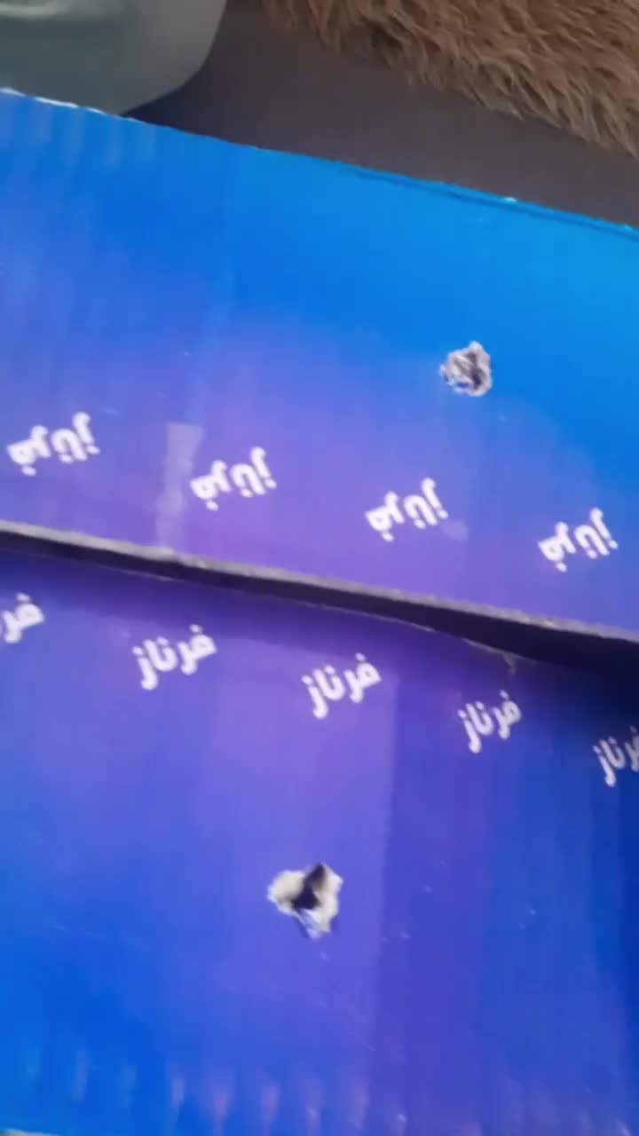 فروش جوجه عروس هلندی|پرنده|کرمان, |دیوار