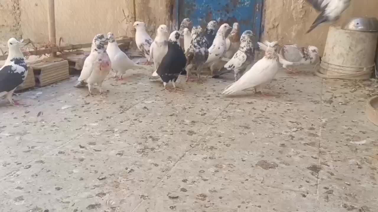 کفتر پرشی|پرنده|قم, قلعه کامکار|دیوار