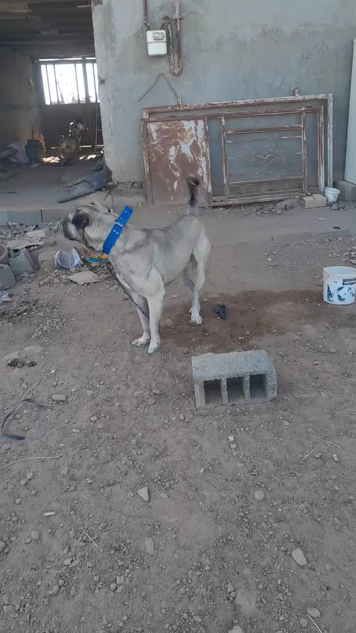 پژدر 2 ساله|سگ|سبزوار, هویزه|دیوار