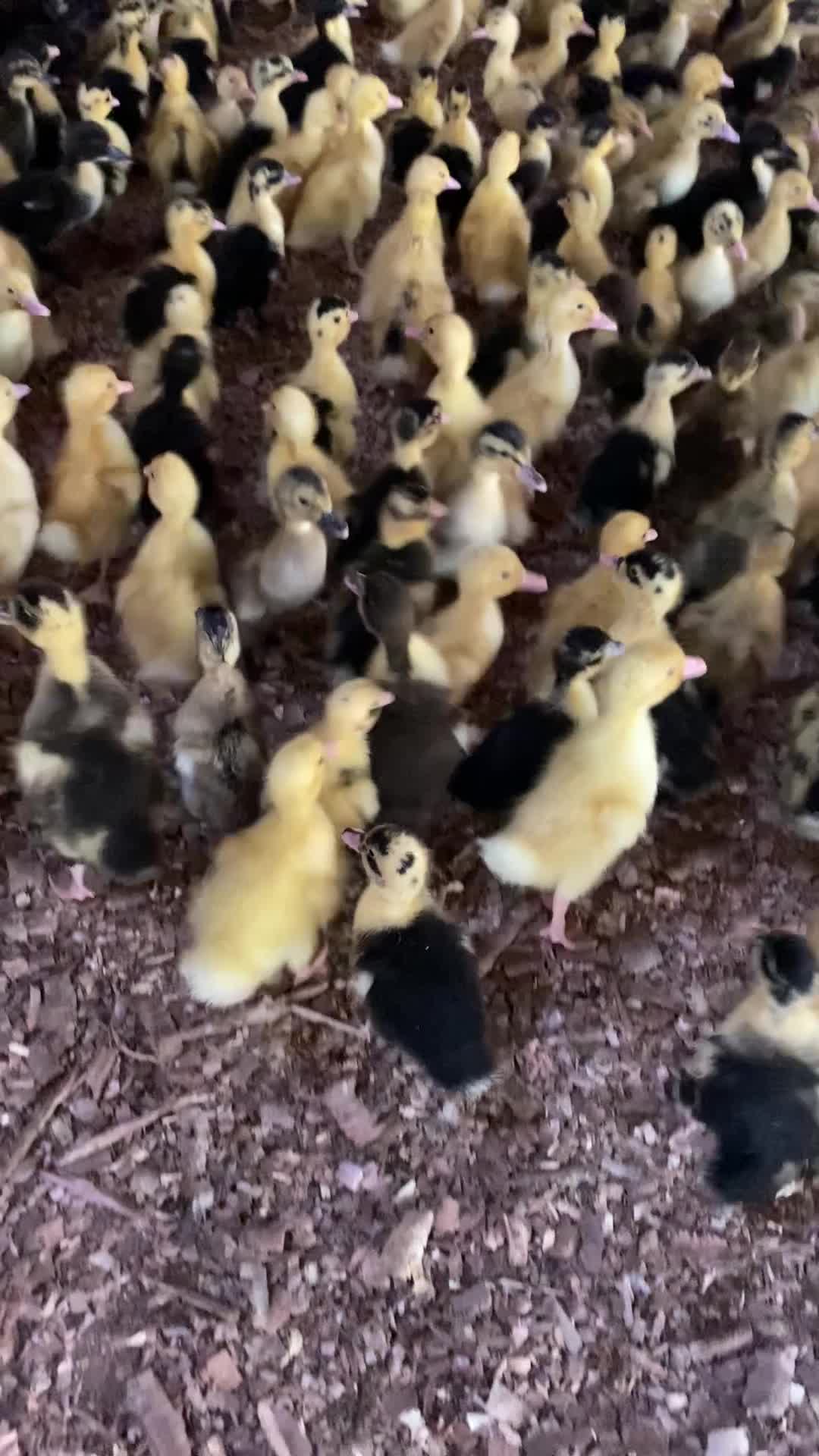 بچه اردک پکنی|حیوانات مزرعه|رشت, ترمینال|دیوار