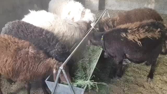 بره ماده افشاری|حیوانات مزرعه|اصفهان, بهارستان|دیوار