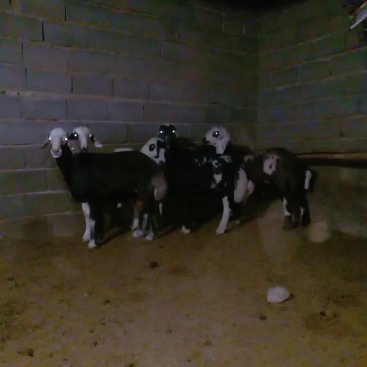 بره قوچی|حیوانات مزرعه|فریمان, |دیوار