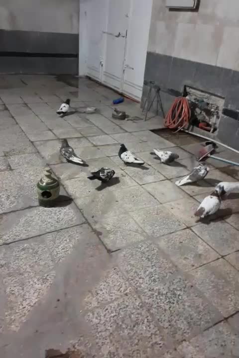 کفترسینه خوب|پرنده|شیراز, گویم|دیوار