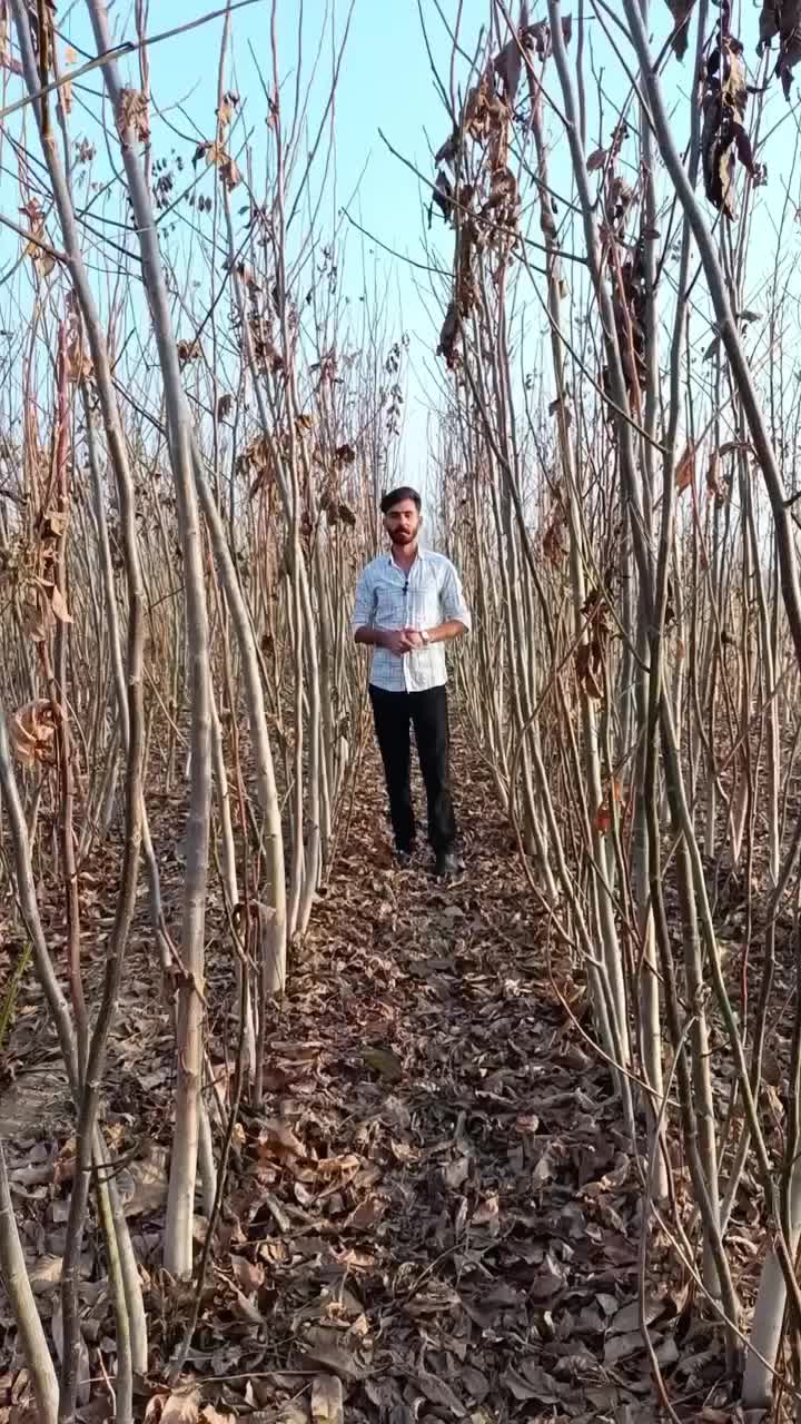 فروش نهال به سراسر کشور|خدمات باغبانی و درختکاری|میاندوآب, |دیوار