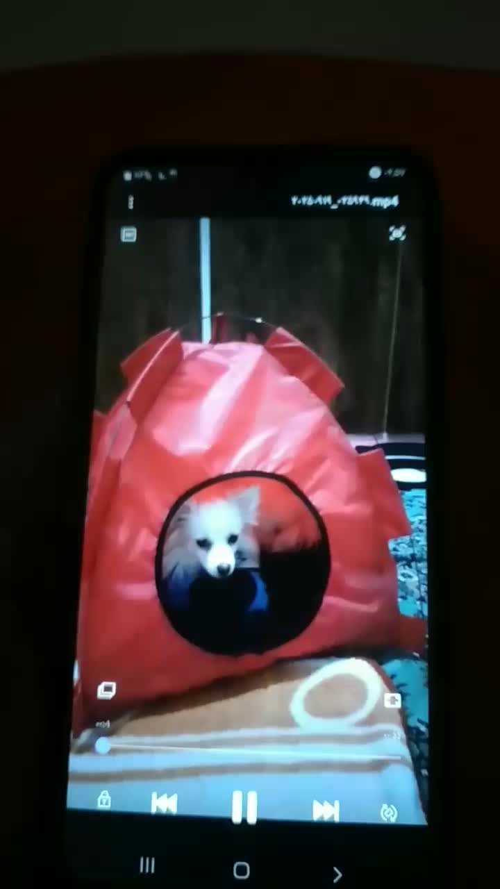 فوش سگ بانژاد پامرواگرگی بخاطر جابجایی|سگ|نسیم‌شهر, |دیوار