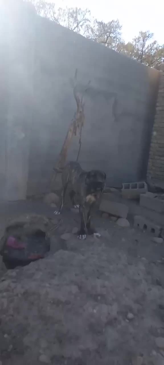 سگ نگهبان گوگولی|سگ|تربت جام, شاهد|دیوار