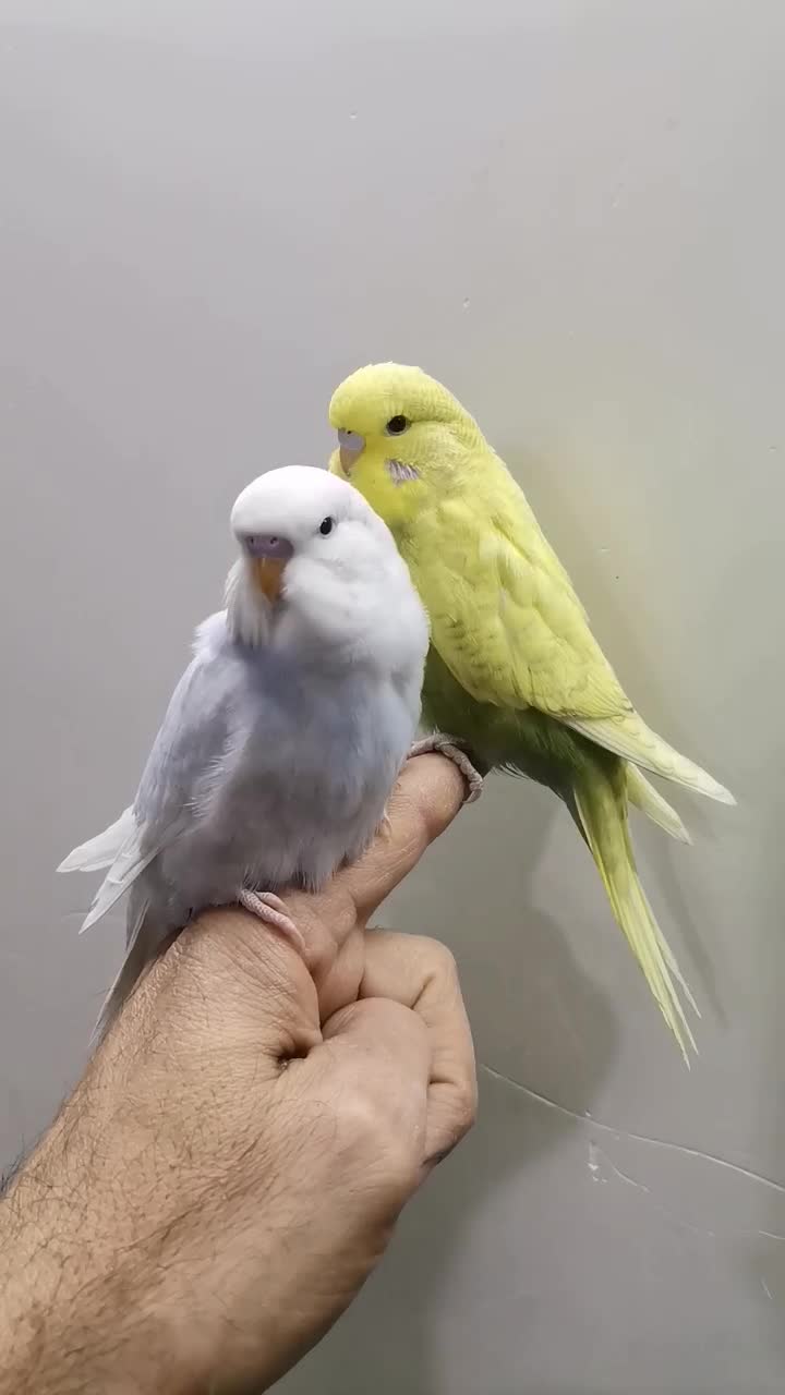 مرغ عشق انگلیسی وکوتوله نر مست|پرنده|قم, هنرستان|دیوار