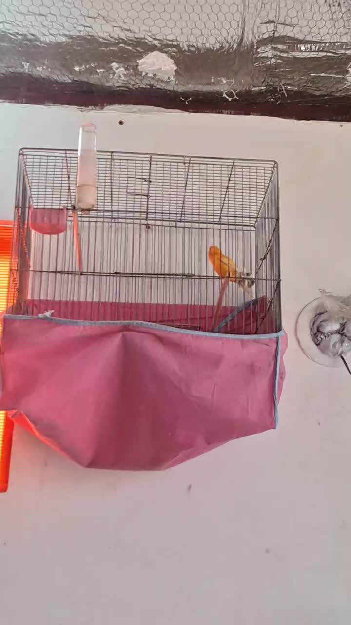 فروش یک عدد قناری نر شور|پرنده|اردکان, |دیوار