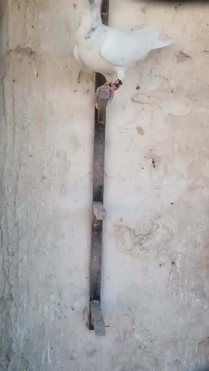 کبوتر|پرنده|کاشمر, |دیوار