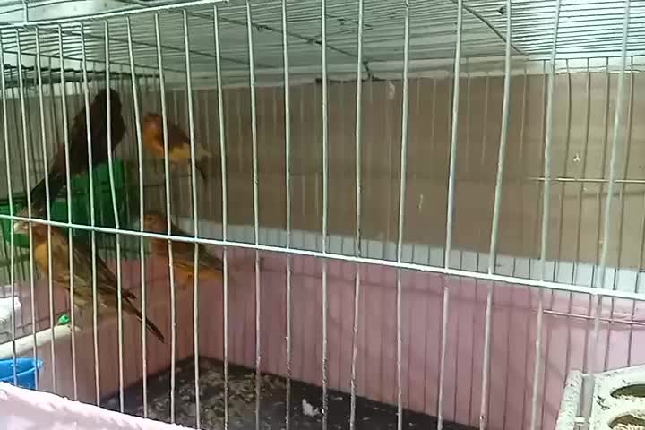 قناری نر وماده سورخ سوخته آماده جفت|پرنده|اندیمشک, |دیوار