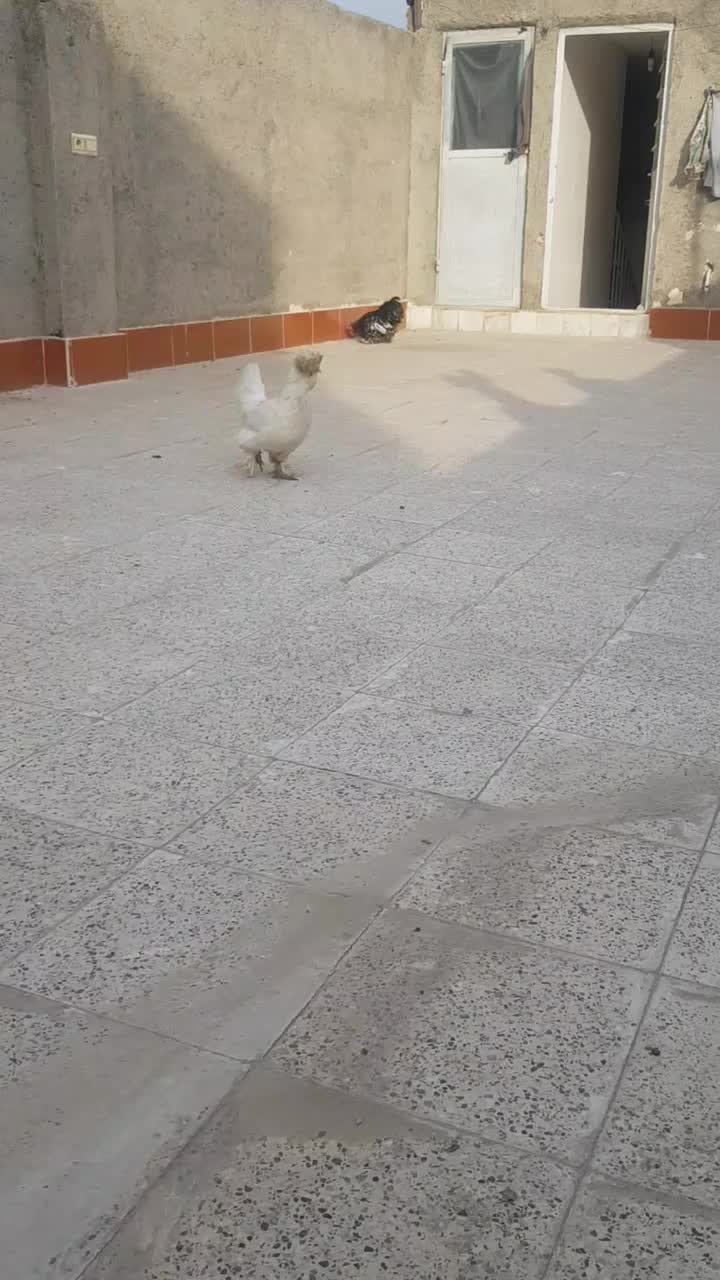 ابریشمی و خروس کوشین|حیوانات مزرعه|مشهد, امیر المومنین|دیوار