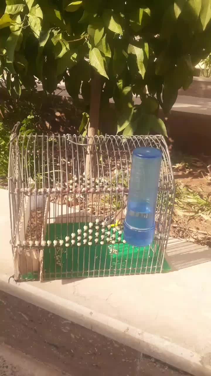 سهره|پرنده|شیراز, شهرک رضوان|دیوار