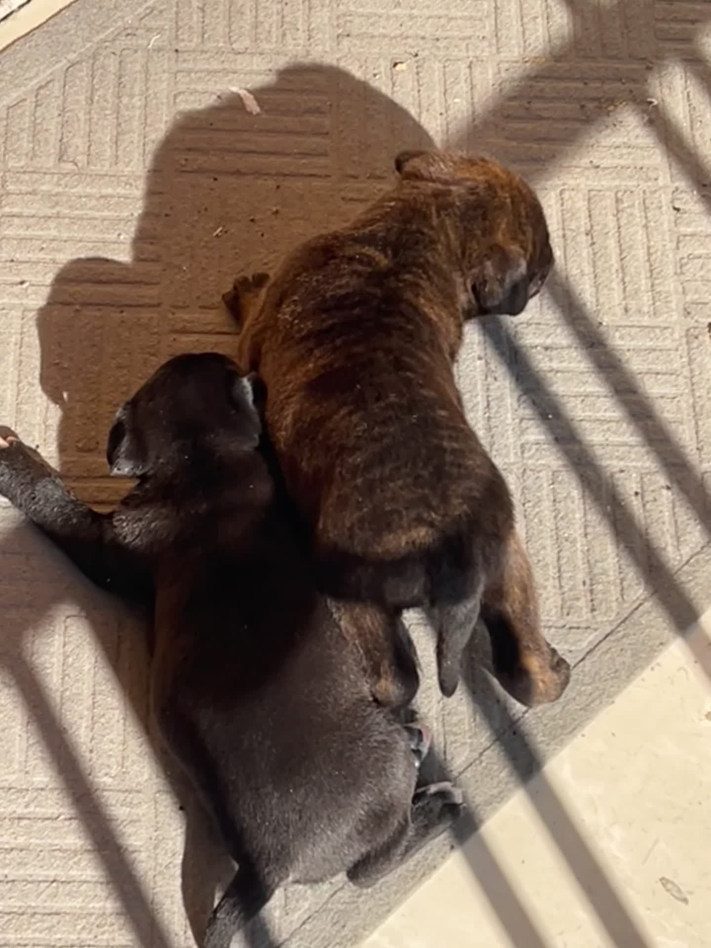 توله پیتبول تریرر اصل|سگ|بابل, |دیوار