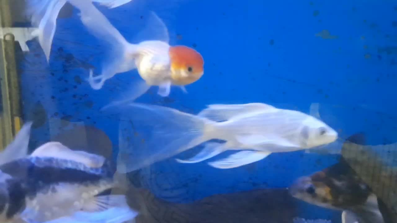 ماهی کوی پلاتینیوم شورت بادی وارداتی|ماهی|اهواز, پادادشهر|دیوار