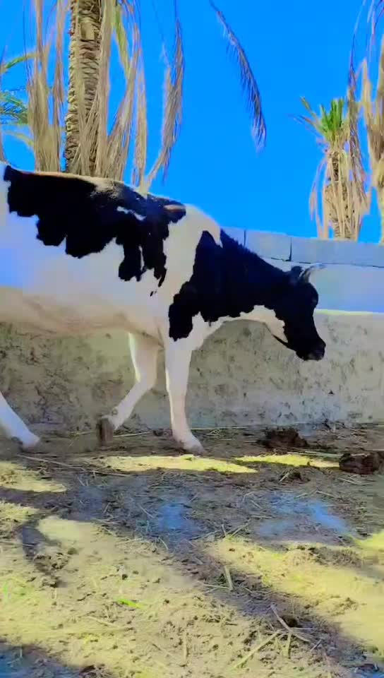 گاو شیری|حیوانات مزرعه|سراوان, |دیوار