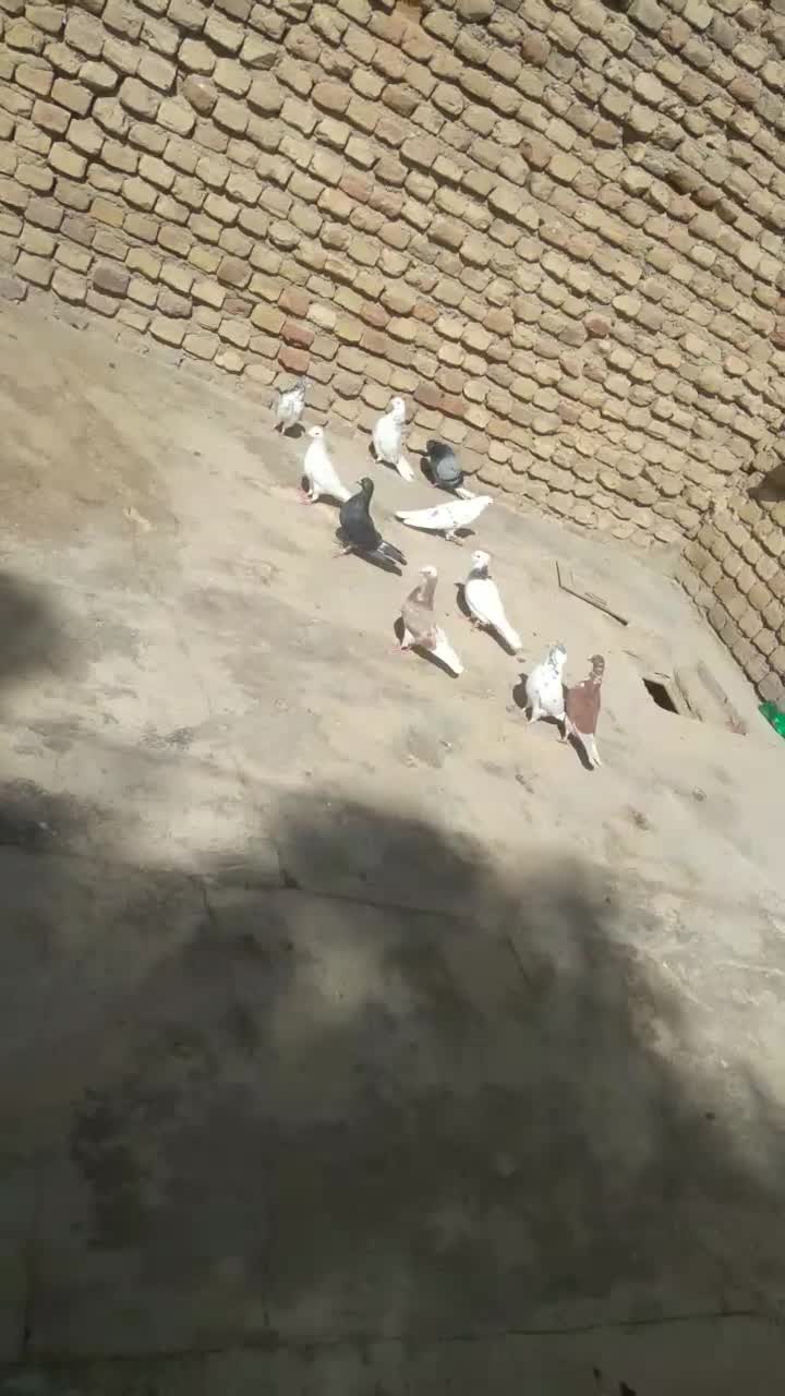 کفتر|پرنده|نهاوند, |دیوار