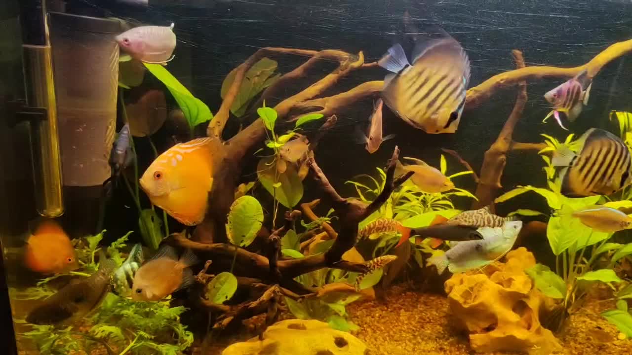 اکواریوم ماهیران|ماهی|اصفهان, بهارستان|دیوار