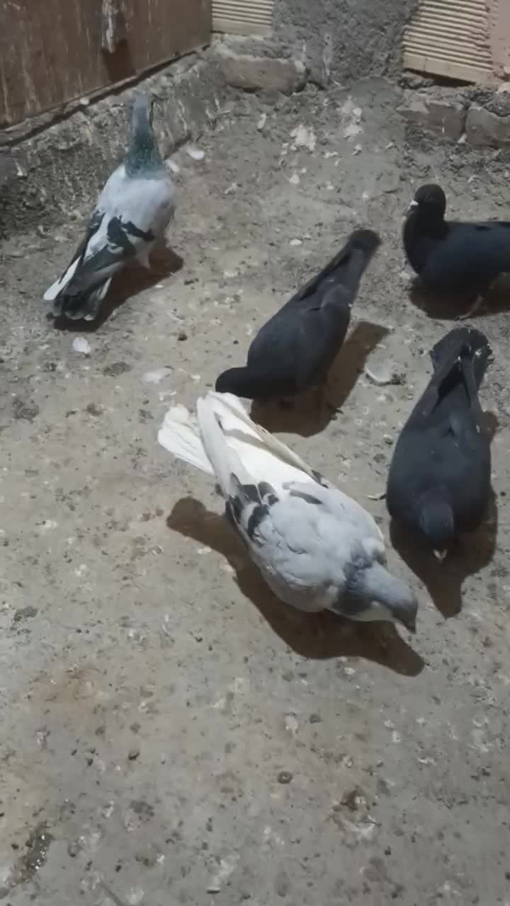 کبوتر کفتر..|پرنده|سبزوار, گلشن|دیوار