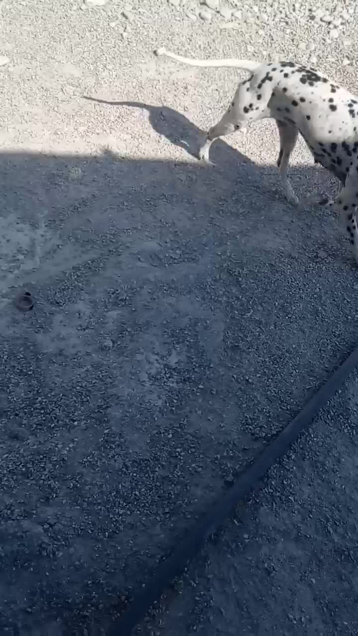 سگ دالمیشن انگلیسی|سگ|تخت, |دیوار